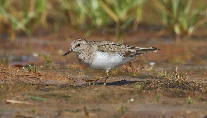Temminck's Stint