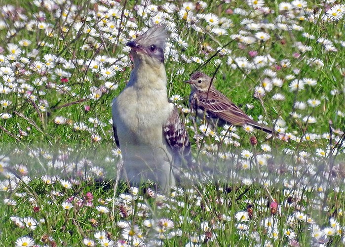 Great Spotted Cuckoo