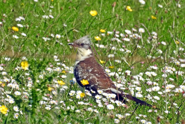 Great Spotted Cuckoo