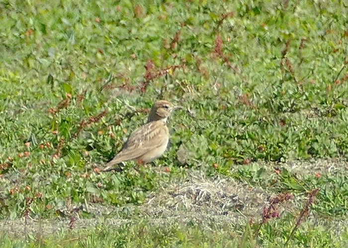 Short-toed Lark