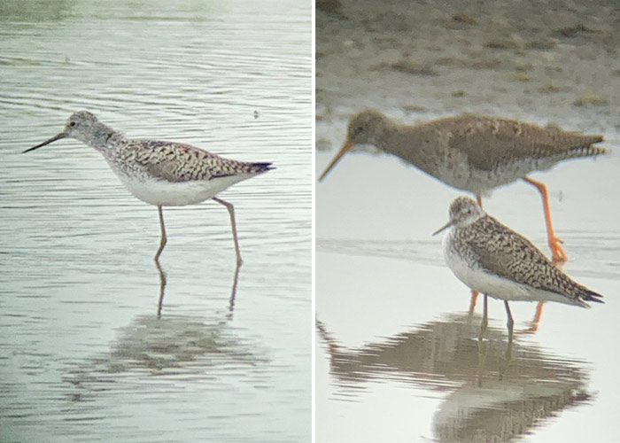 Marsh Sandpiper