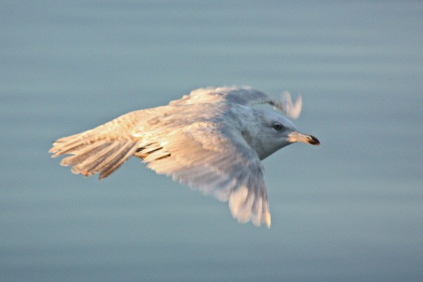 Iceland Gull