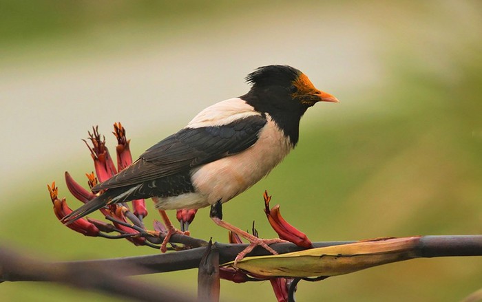 Rose-coloured Starling
