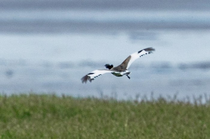 Little Bustard