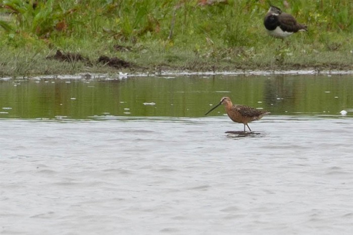 Long-billed Dowitcher