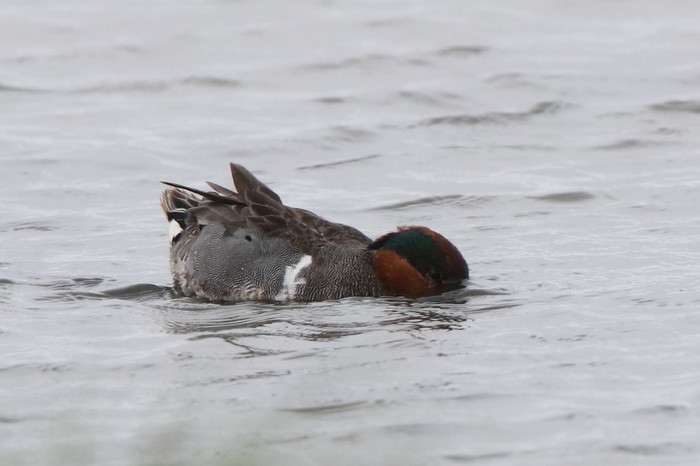 Green-winged Teal