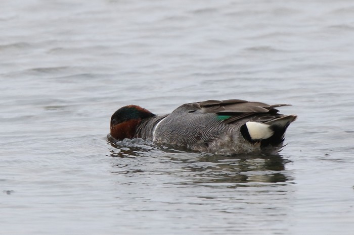 Green-winged Teal
