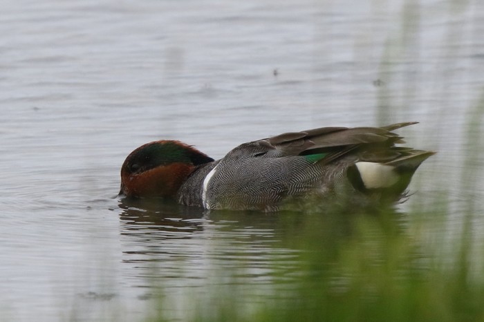 Green-winged Teal