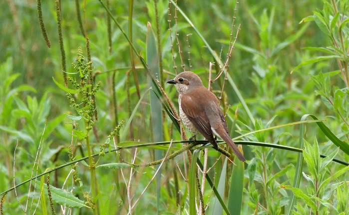Red-backed Shrike
