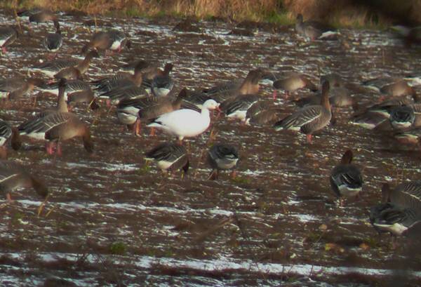 Greater Snow Goose