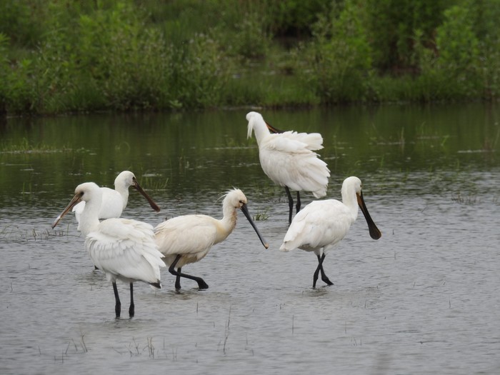 Spoonbill