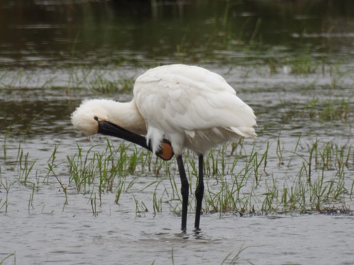 Spoonbill