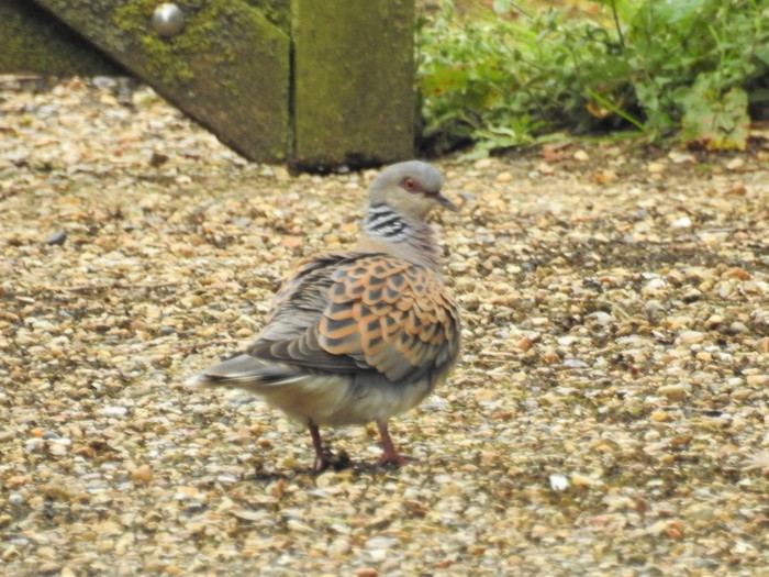 Turtle Dove