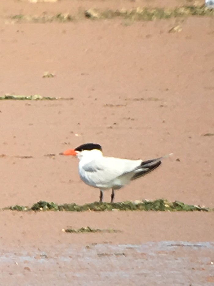 Caspian Tern