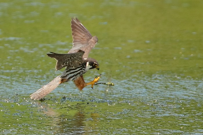 Hobby