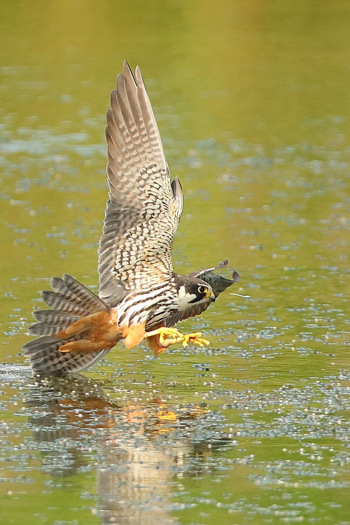 Hobby
