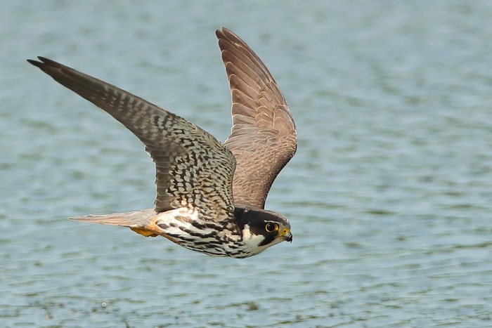 Hobby