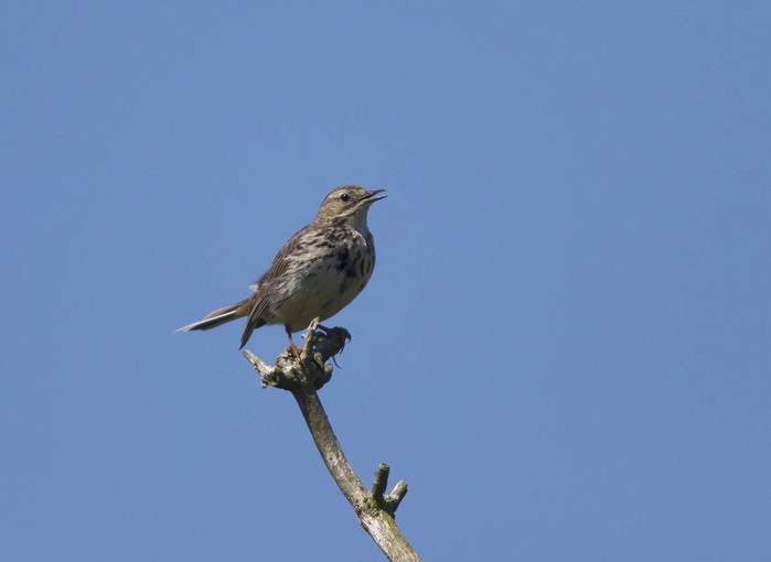 Tree Pipit