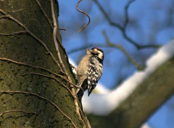 Lesser Spotted Woodpecker