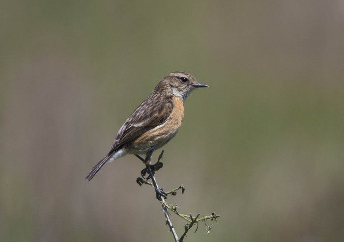 Stonechat