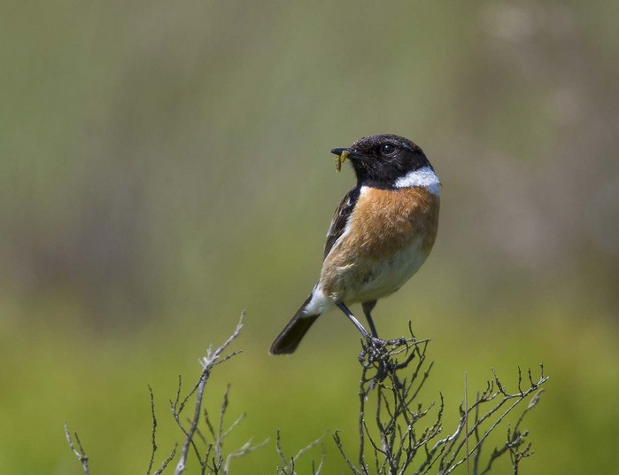 Stonechat