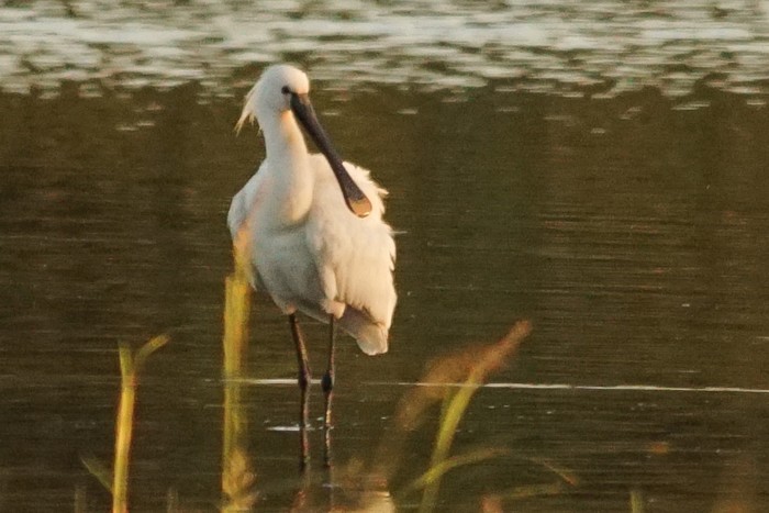 Spoonbill