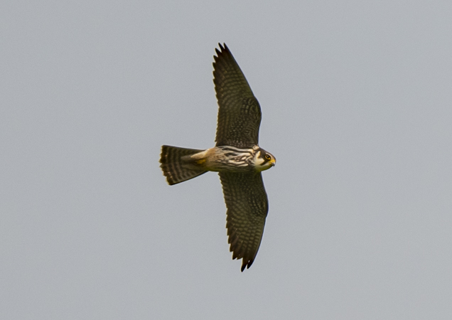hobby