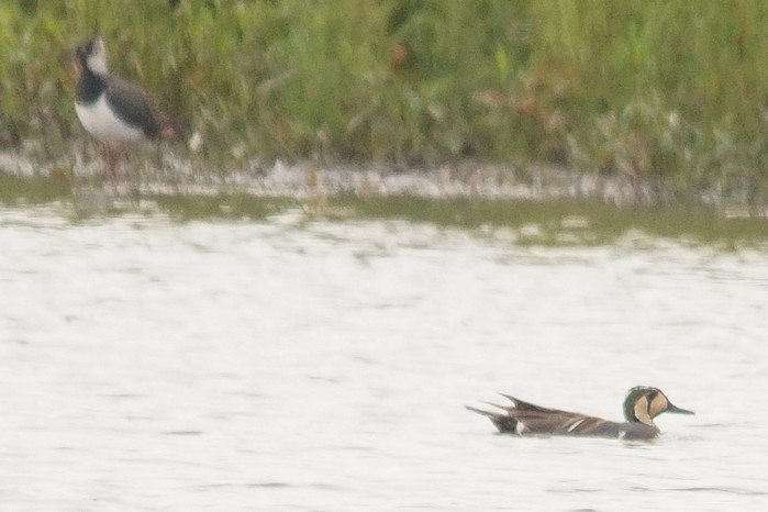 Baikal Teal