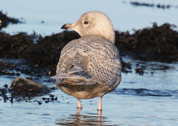 Iceland Gull