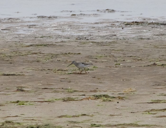 Terek Sandpiper