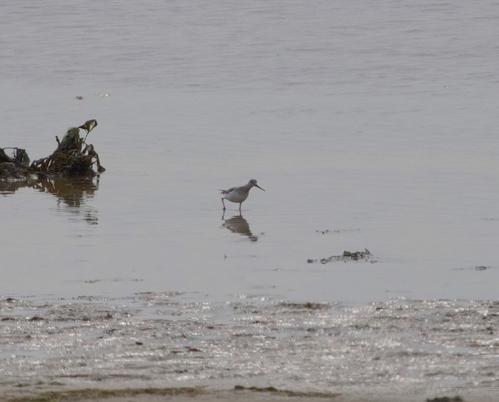 Terek Sandpiper