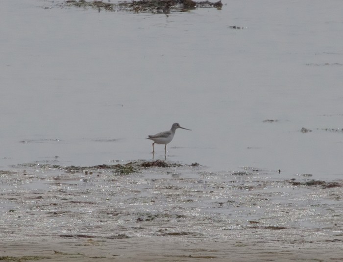 Terek Sandpiper