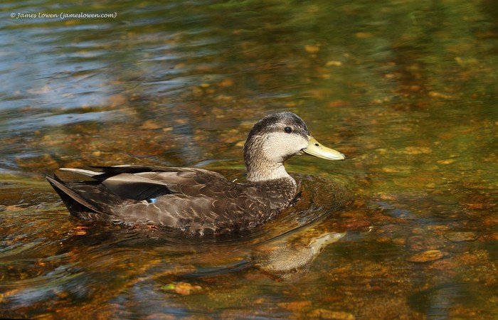 Black Duck