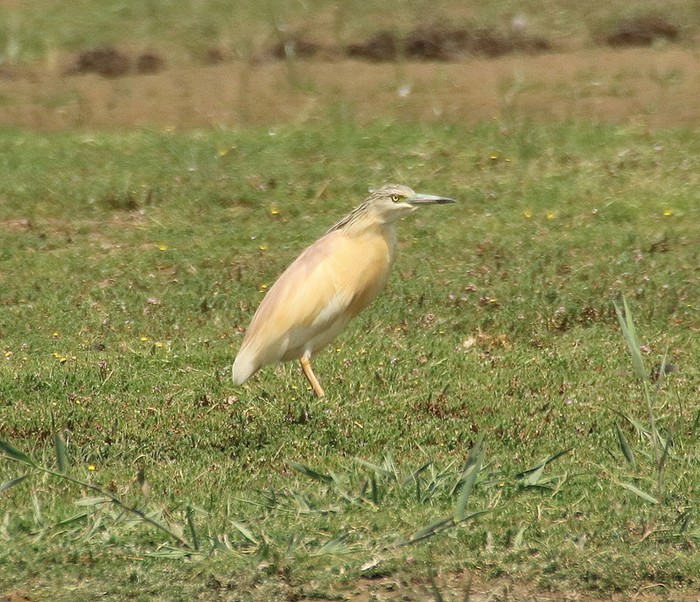 Squacco Heron