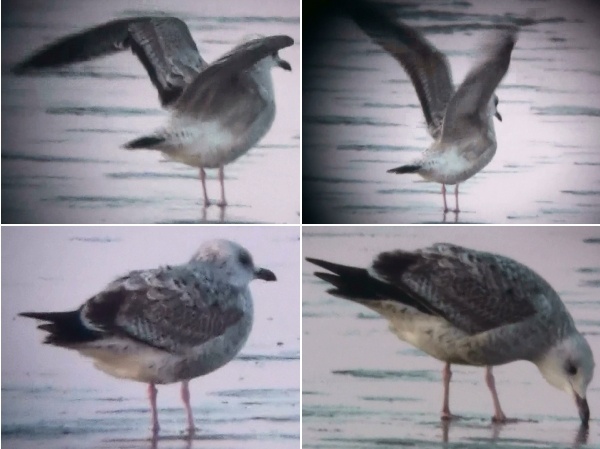 Caspian Gull