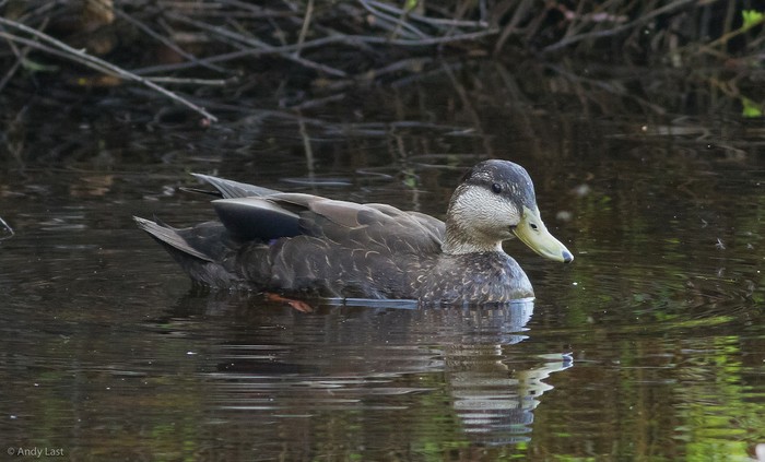 Black Duck