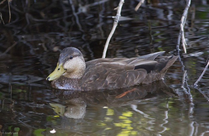 Black Duck
