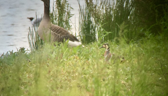 Baikal teal