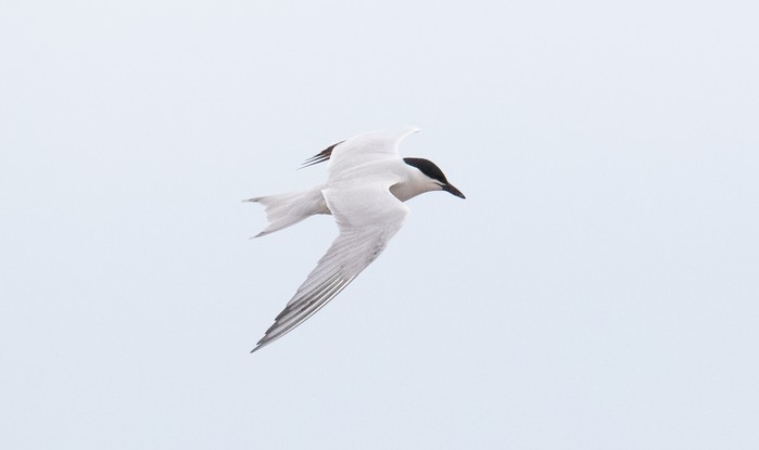 Gull-billed Tern
