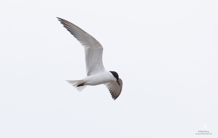 Gull-billed Tern