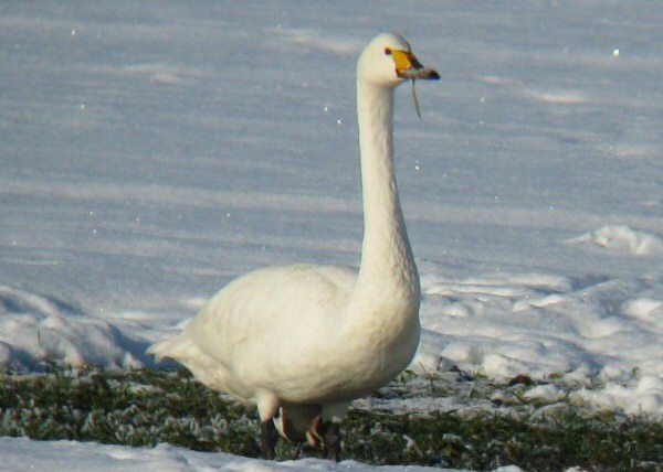 Bewick's Swan