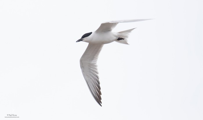 Gull-billed Tern