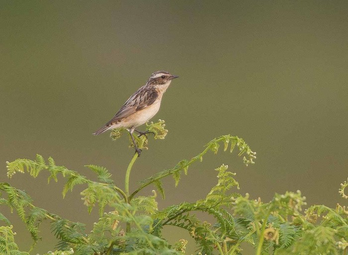 Whinchat