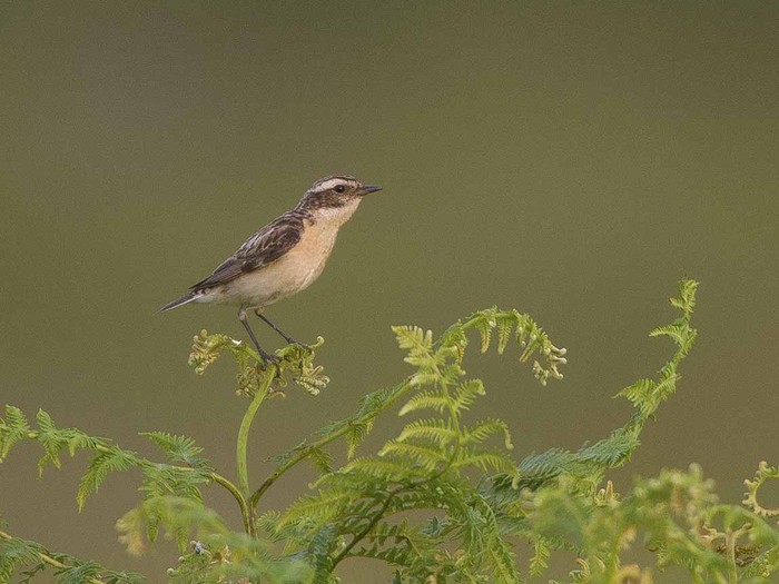 Whinchat