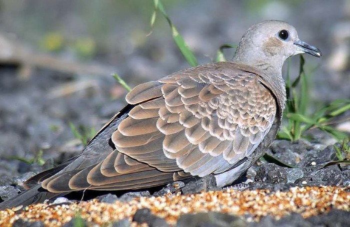 Turtle Dove