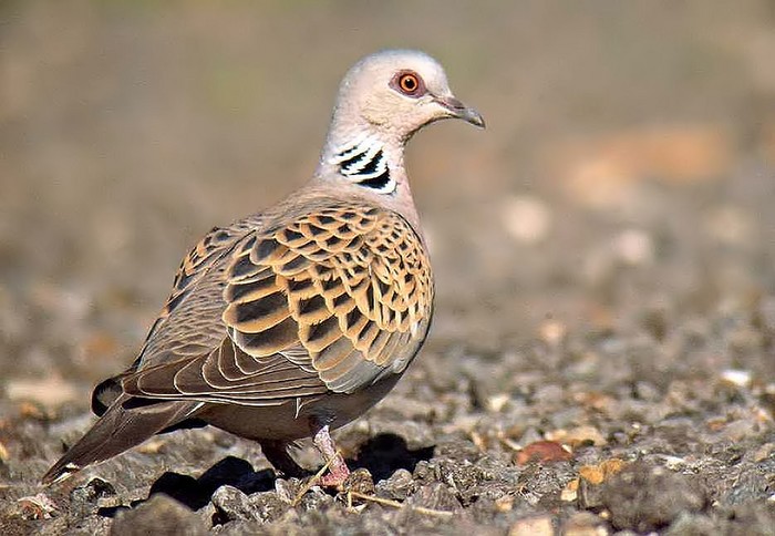 Turtle Dove
