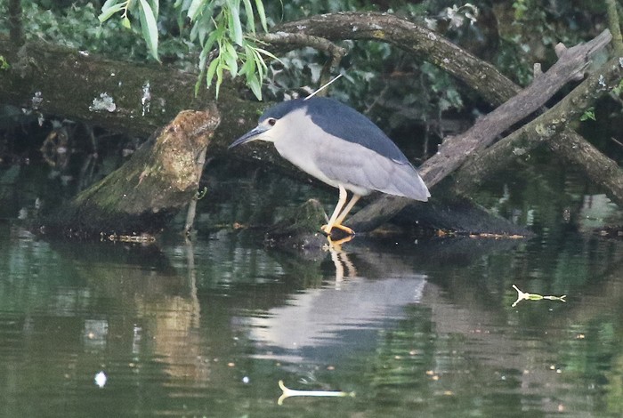 Night Heron