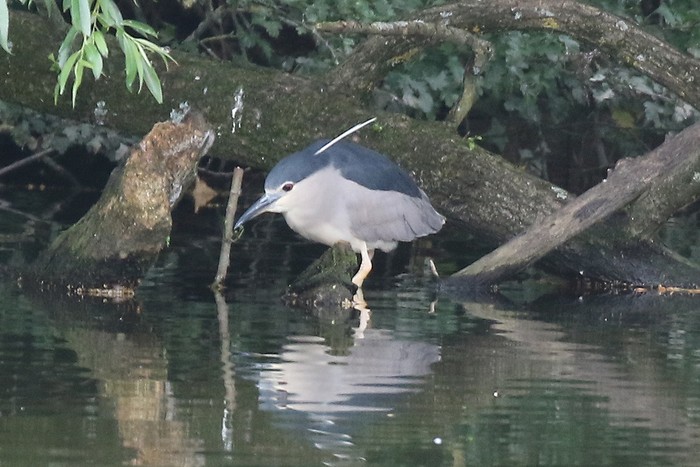 Night Heron
