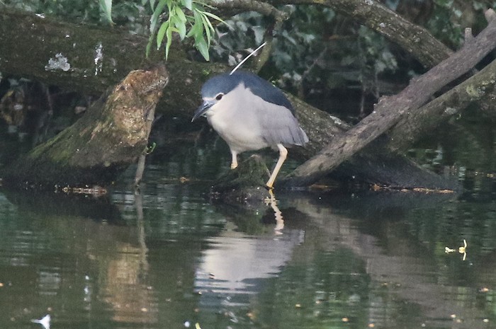 Night Heron