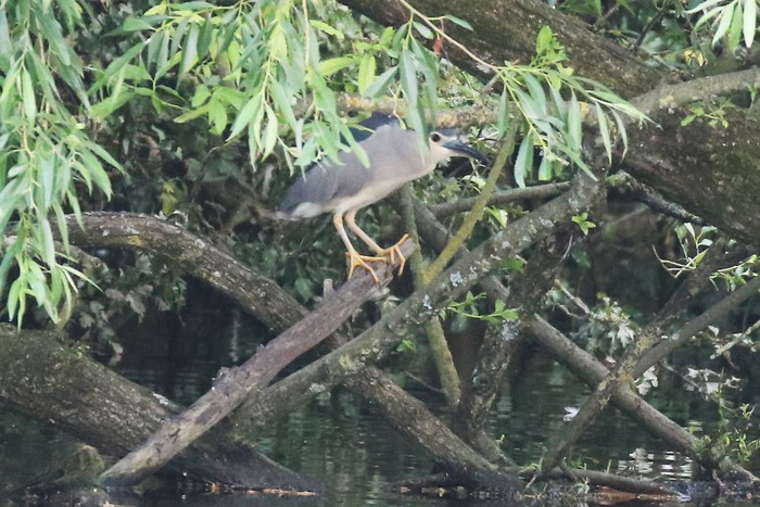 Night Heron